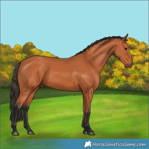 Horse Color:Bay 