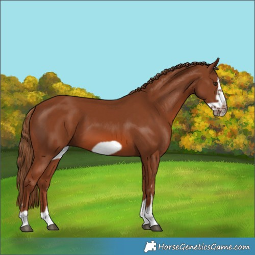 Horse Color:Chestnut Frame