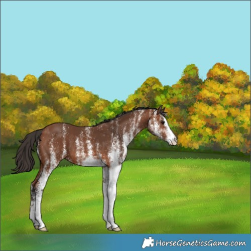 Horse Color:White Spotted Bay 