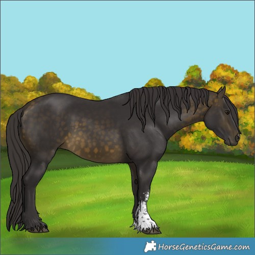 Horse Color:Buckskin Sabino
