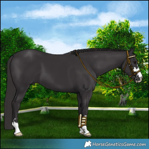 Horse Color:Smoky Black 