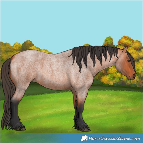 Horse Color:Bay Roan 
