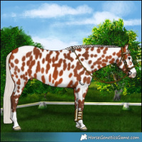 Horse Color:Silver Bay Near Leopard