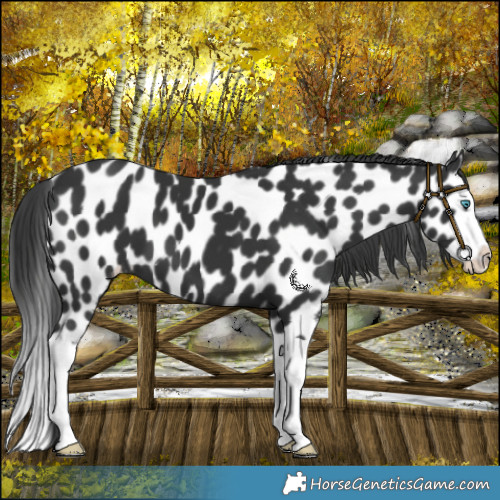 Horse Color:Black Splash Leopard 