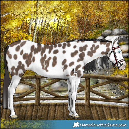 Horse Color:Brown Dun Splash Leopard 