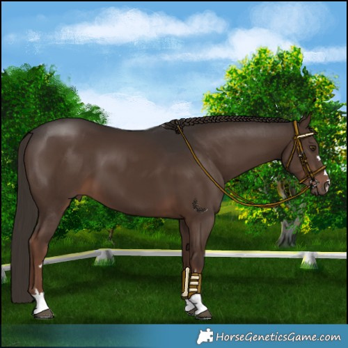 Horse Color:Liver Chestnut 