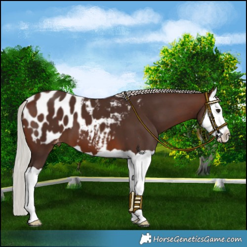 Horse Color:Silver Brown Splash Blanket