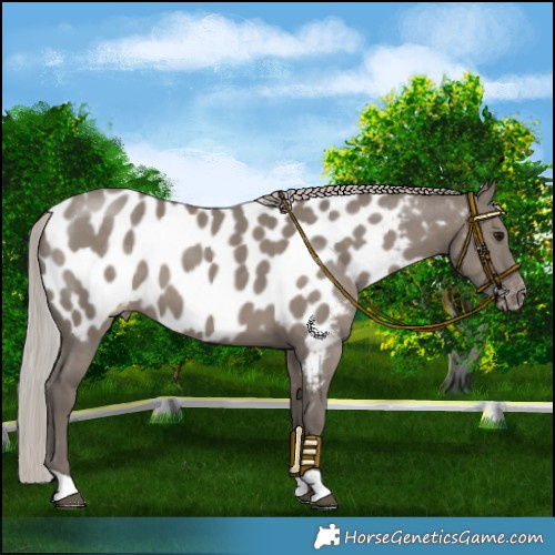 Horse Color:Silver Grullo Near Leopard