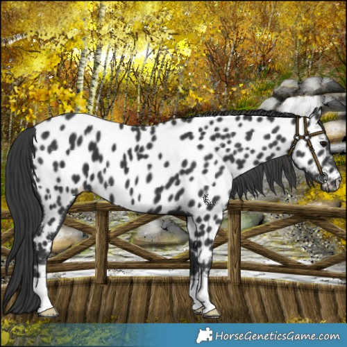 Horse Color:Black Near Leopard 