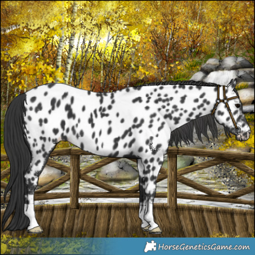Horse Color:Black Near Leopard