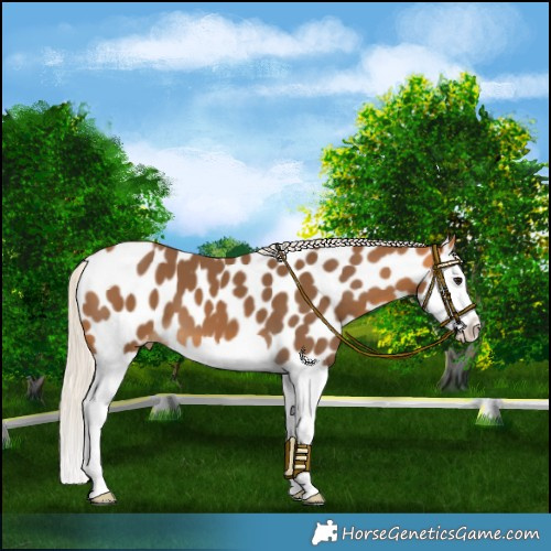 Horse Color:Silver Buckskin Splash Near Leopard