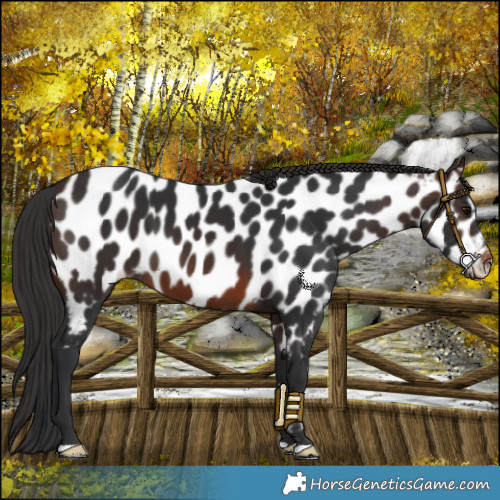 Horse Color:Brown Near Leopard