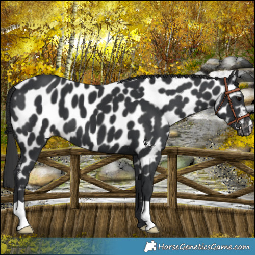 Horse Color:Black Near Leopard