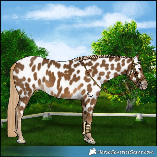 Horse Color:Chocolate Palomino Near Leopard 