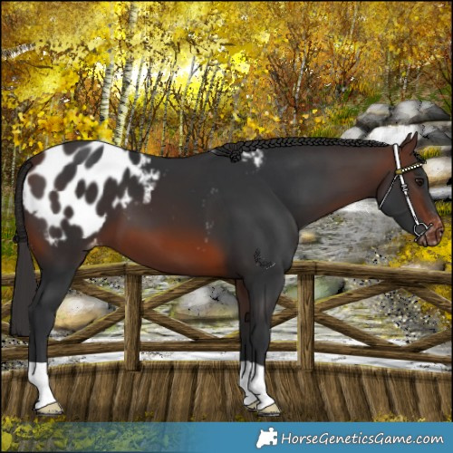 Horse Color:Brown Blanket 