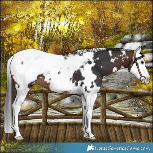 Horse Color:White Spotted Brown Splash Near Fewspot 