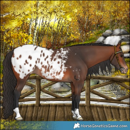 Horse Color:Bay Blanket