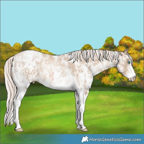 Horse Color:Chocolate Palomino Pearl Sabino Varnish Rabicano and Chocolate Palomino Pearl Sabino Varnish Rabicano