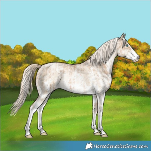 Horse Color:Chocolate Palomino Pearl Sabino Appaloosa Rabicano  and Chocolate Palomino Pearl Dun Sabino Appaloosa Rabicano 