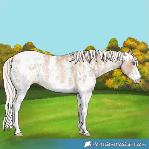 Horse Color:Chocolate Palomino Pearl Sabino Snowcap Rabicano and Chocolate Palomino Pearl Sabino Snowcap Rabicano
