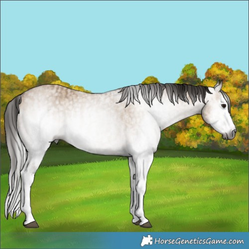 Horse Color:Gray White Spotted Bay Dun Splash  and Gray White Spotted Bay Dun Splash 
