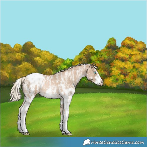 Horse Color:Chocolate Palomino Pearl Sabino Snowcap Rabicano and Chocolate Palomino Pearl Sabino Frame Snowcap Rabicano