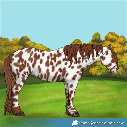 Horse Color:Chestnut Appaloosa 