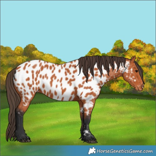 Horse Color:Bay Appaloosa