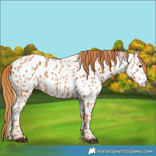 Horse Color:Chestnut Appaloosa