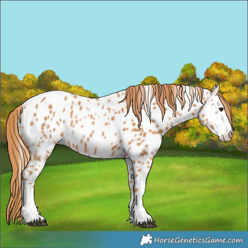 Horse Color:Chestnut Near Leopard
