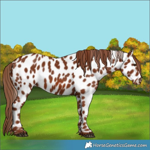 Horse Color:Chestnut Leopard
