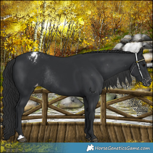 Horse Color:Black Varnish Rabicano 