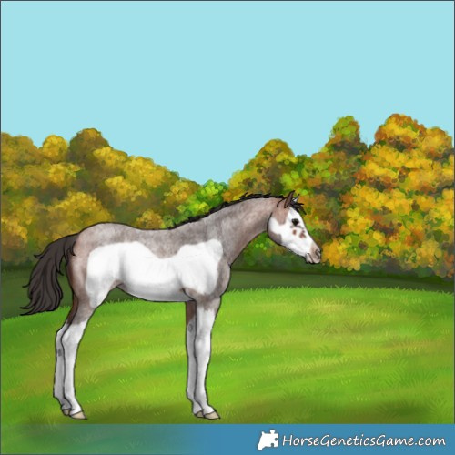 Horse Color:Bay Roan Splash Frame