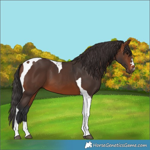 Horse Color:Brown Tobiano 