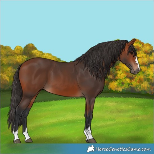 Horse Color:Bay 
