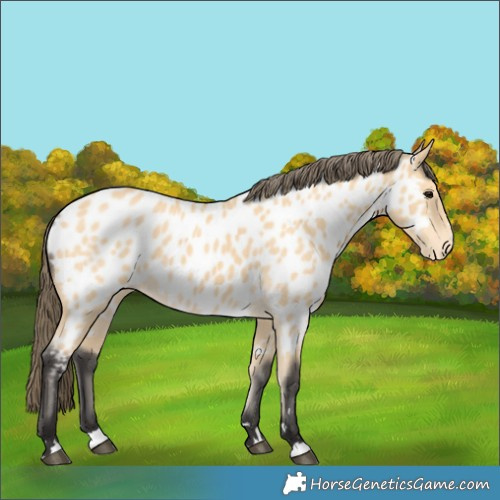 Horse Color:Buckskin Appaloosa