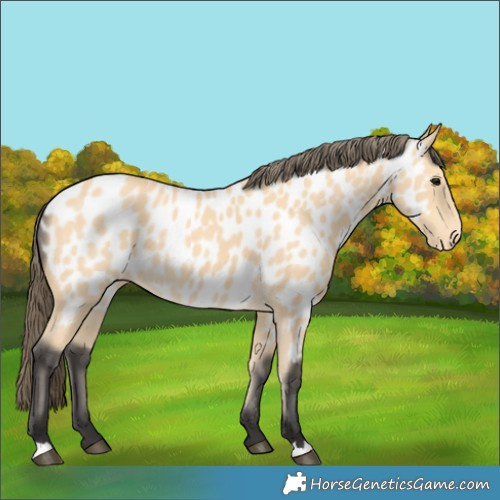 Horse Color:Buckskin Appaloosa 