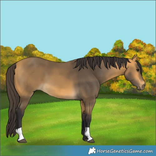 Horse Color:Buckskin