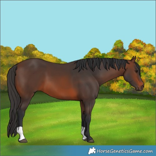 Horse Color:Brown 