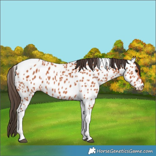 Horse Color:Bay Tobiano Appaloosa