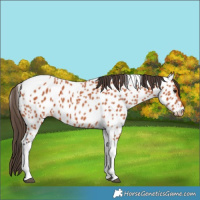 Horse Color:Bay Tobiano Appaloosa