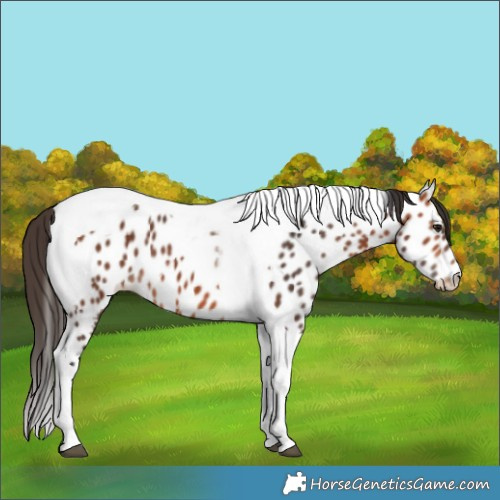 Horse Color:Bay Tobiano Near Leopard