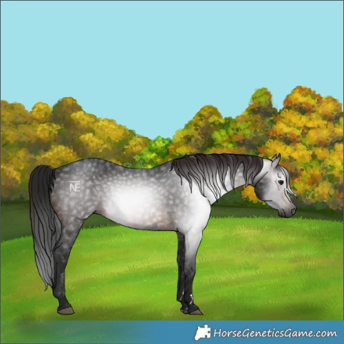 Horse Color:Gray Bay Rabicano