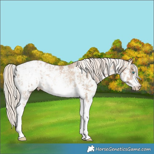 Horse Color:Chocolate Palomino Pearl Sabino Varnish Rabicano  and Chocolate Palomino Pearl Sabino Snowcap Rabicano 