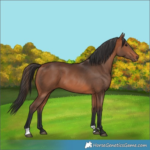 Horse Color:Bay 