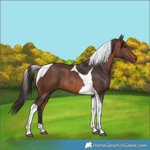 Horse Color:Bay Tobiano Rabicano
