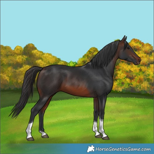 Horse Color:Brown Tobiano Rabicano