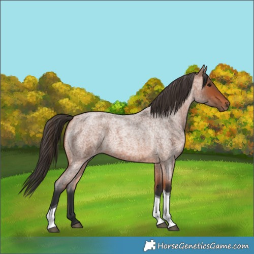 Horse Color:Bay Roan Tobiano Rabicano 