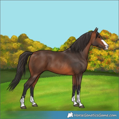 Horse Color:Bay 