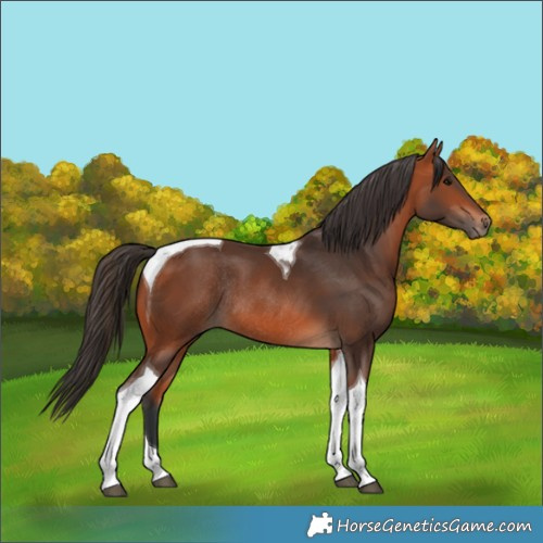 Horse Color:Bay Tobiano Rabicano